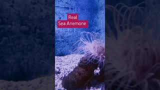 Real Sea Anemone spotted trending youtubeshorts ytshorts video shorts shortsfeed [upl. by Fidellas]