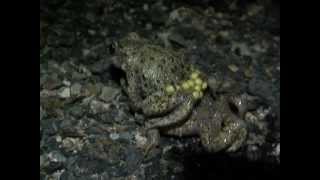 Part 3 Midwife Toad Alytes obstetricans amplexus [upl. by Bellew]