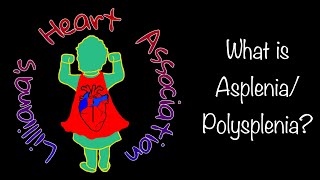 What is AspleniaPolysplenia  Lilliana’s Heart Association [upl. by Dnomse]