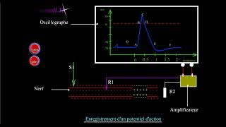 Enregistrement dun potentiel daction [upl. by Wakeen49]