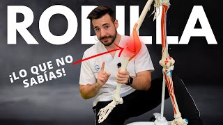 🔴 Debes Saber ESTO si Quieres Decir ADIÓS a tu Dolor de Rodilla 🦵🏼 [upl. by Jarrid]