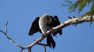 Little Pied Cormorant preening [upl. by Ignacius]