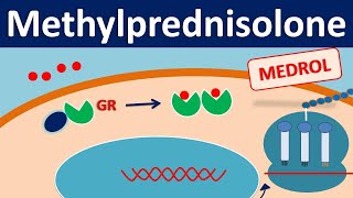 Methylprednisolone  Mechanism side effects precautions amp uses [upl. by Maddy]