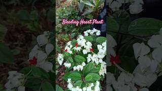 Bleeding Heart Flowers Plant kitchengardning garden plants ytshorts [upl. by Sublett]