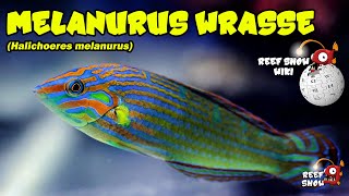 Reef Show Wiki Melanurus Wrasse [upl. by Yerffoej501]