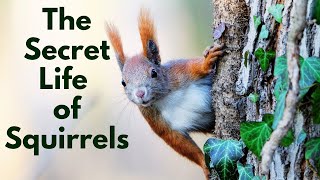 How Do Squirrels Outsmart Everyone with Their Clever Tricks and Skills [upl. by Nahej]