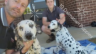 10 Beautiful Dalmatian Puppies [upl. by Tedie289]