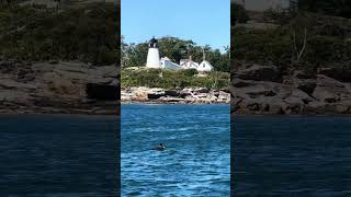 LOON AND BURNT ISLAND LIGHTHOUSE BOOTHBAY HARBOR MAINE [upl. by Elbys350]