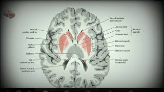 Анатомия с АВ Базальные ядра nuclei basales боковые желудочки ventriculi lateales [upl. by Borchert]