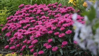 Monarda Production Tips  Walters Gardens [upl. by Daryl167]