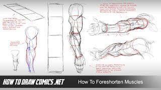 How To Foreshorten Muscles [upl. by Adok]