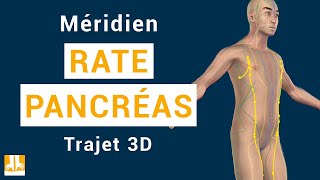 Méridien RatePancréas  Trajet 3D point par point [upl. by Edelsten896]