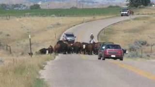 Modern Day Cattle Drives [upl. by Henriha]