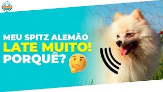 Spitz Alemão LATINDO MUITO Mostrei como resolver no vídeo [upl. by Charline58]