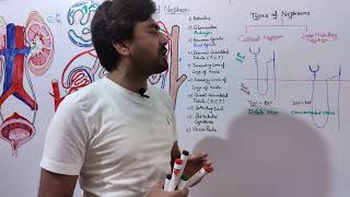 Types of Nephron cortical and juxta medullary Nephron why form dilute and concentrated urine [upl. by Low]