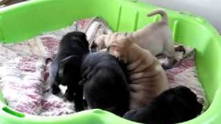 SharPei Puppies [upl. by Etz]