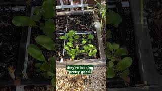 Morning Garden Update Square Foot Gardening Delights [upl. by Meletius]