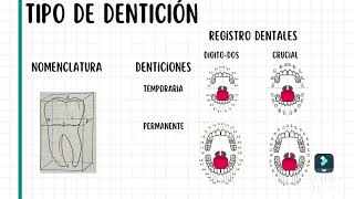 Nomenclatura dentaria [upl. by Icat]