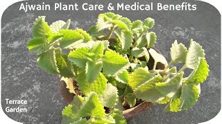 Ajwain Plants Care  Ajwain Uses and BenefitsTERRACE GARDEN [upl. by Nivlem]