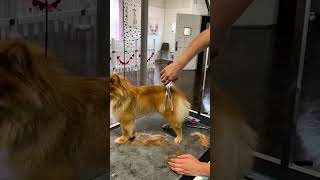 The most satisfying video cleaning dog asmr cleaning pet video dog pets recipe [upl. by Odlo]