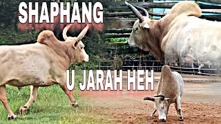 JARAH HEH  KA JINGIATHUH KHANA LYNGKOT SHAPHANG U JARAH HEH THYNROIT [upl. by Rea]