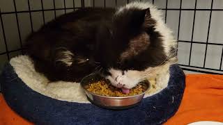 fluffy Felix gobbling up dry food on his first night in the rescue [upl. by Zingg]