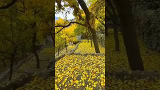 The autumn season in Hunza Valley Pakistan short shorts fyp fypシ゚viral nature hunza india [upl. by Fields]