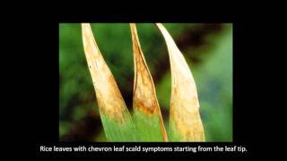 Rice Diseases Leaf Scald [upl. by Koehler]