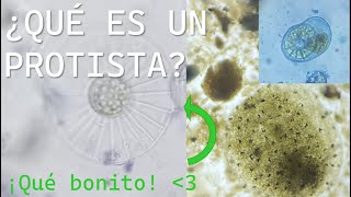 ¿Qué es un protista ¿Ya no son un reino  Deinospalaios curiosidades prehistóricas [upl. by Yggam]