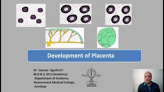 Development of Placenta [upl. by Imer]