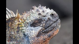 Facts The Marine Iguana [upl. by Enelyw]