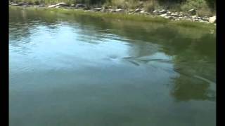 Great White Shark in Massachusetts salt pond 2 [upl. by Brote]