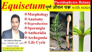 Equisetum life cycle bscbotany pteridophytes 1stsemester botany upsc neet 1stsemesterexam [upl. by Alyam]