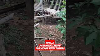 Miris banget mayit maling kambing diperlakukan seperti binatang [upl. by Soisatsana93]