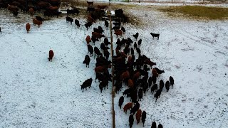 Sorting 148 Calves in 12 Minutes New Record [upl. by Ranchod]