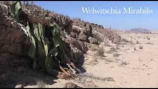 Welwitschia Mirabilis  Namibia [upl. by Alleiram]