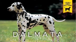 IL DALMATA trailer documentario [upl. by Alaunnoif]