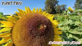 RUCHMOND SUNFLOWER FESTIVAL 2024 PART TWO travelvlog vancouvercanada  dimplesjose justenjoylife [upl. by Shoemaker]