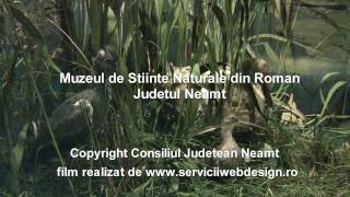 Muzeul de Stiinte Naturale din Roman  judetul Neamt [upl. by Zelig945]