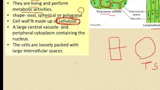 class 9 simple permanent tissues [upl. by Ayetal]