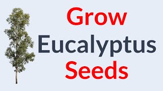 How To Propagate Eucalyptus [upl. by Ahcsas]