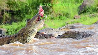 TERRIBLES ATAQUES DE COCODRILOS EN EL RIO MARA [upl. by Ariaet]