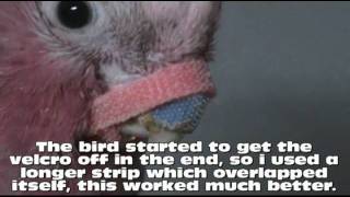 Galah Parrot Beak fix [upl. by Adli]