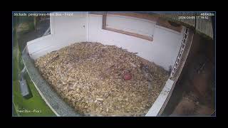 St chads peregrine project 642024 egg number 2 [upl. by Eiramnerual]