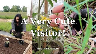 Planting Pumpkins amp Discovering A Very Cute Visitor ⛥ UK Allotment Vlog 13 ⛥ June 2024 ⛥ [upl. by Manchester]