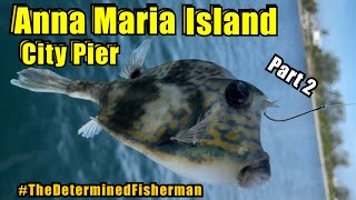 Part 2 Anna Maria Island City Pier Fishing TheDeterminedFisherman [upl. by Hebbe]