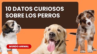 🐾 ¡10 Datos Curiosos Sobre Perros Que Debes Saber 🐶 [upl. by Dorej]