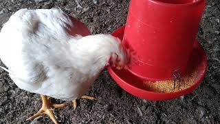 Crianza de pollos de engorde en casa 🏡  Conociendo un poco más de los pollos de engorde 🤔❓🐔🐤 [upl. by Hardman]