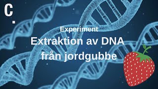 Experiment Extraktion av DNA från jordgubbe [upl. by Ellenuahs]