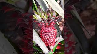 Pineapple Fruit Plant  Shorts  kanyakumari nagercoil fruit [upl. by Barnie]